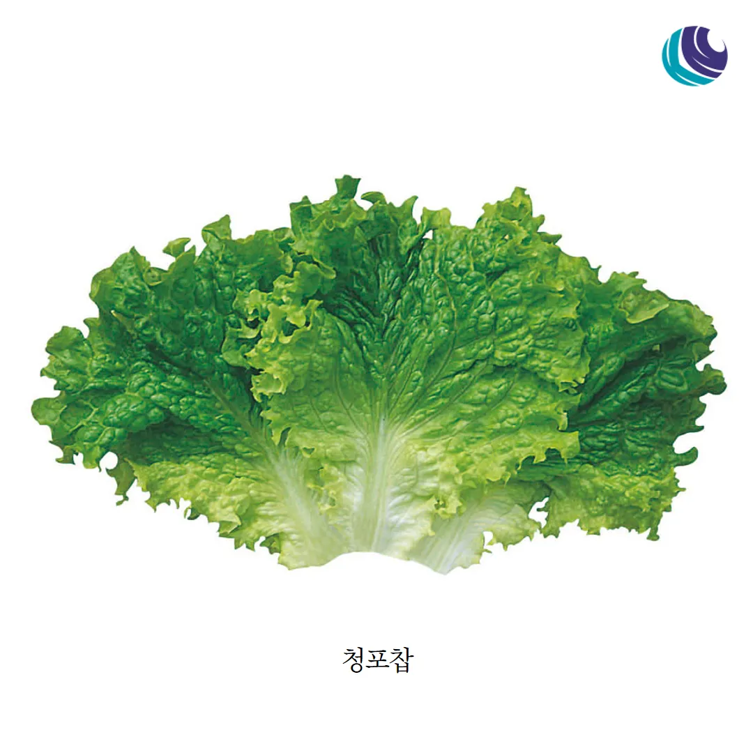상추 물주는 시기 및 주의사항과 재배 노하우 정리_2