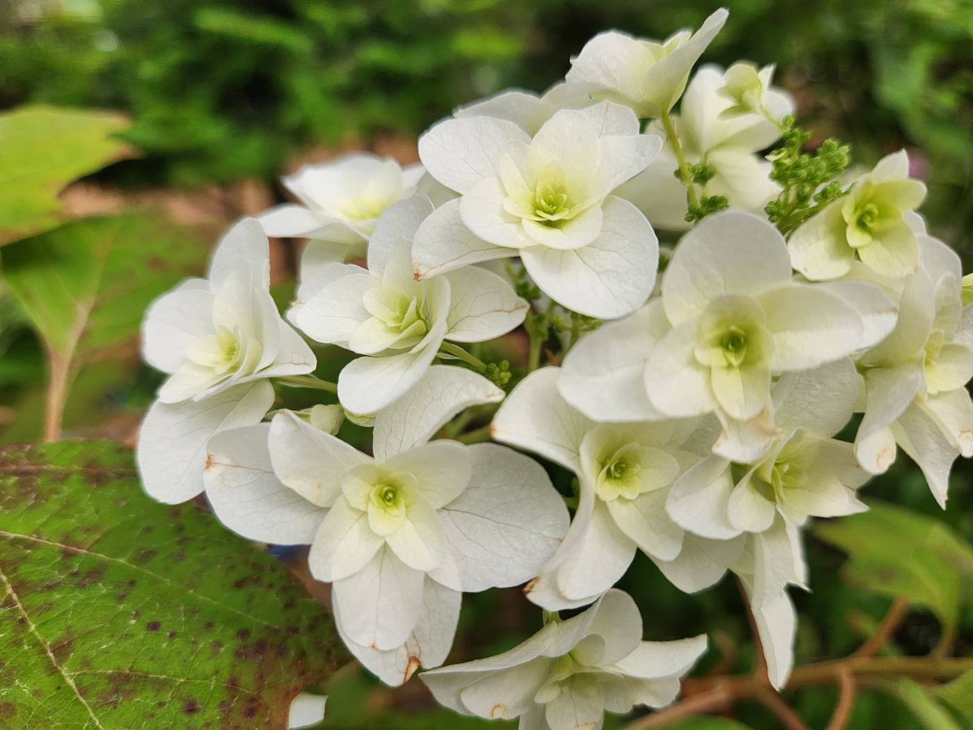 떡갈잎수국(Oakleaf Hydrangea)