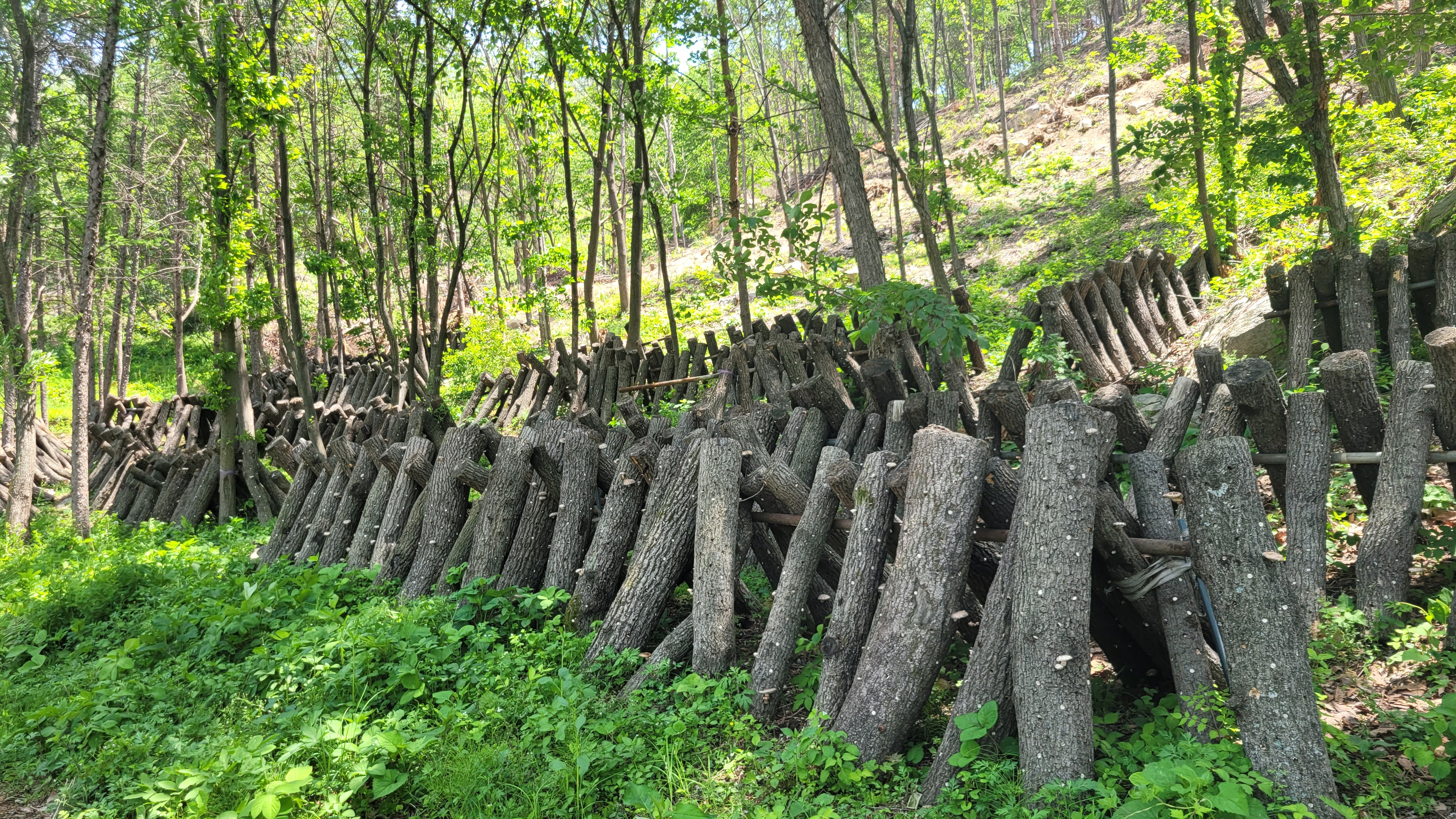 산골의 봄, 삶의 뿌리를 내리다