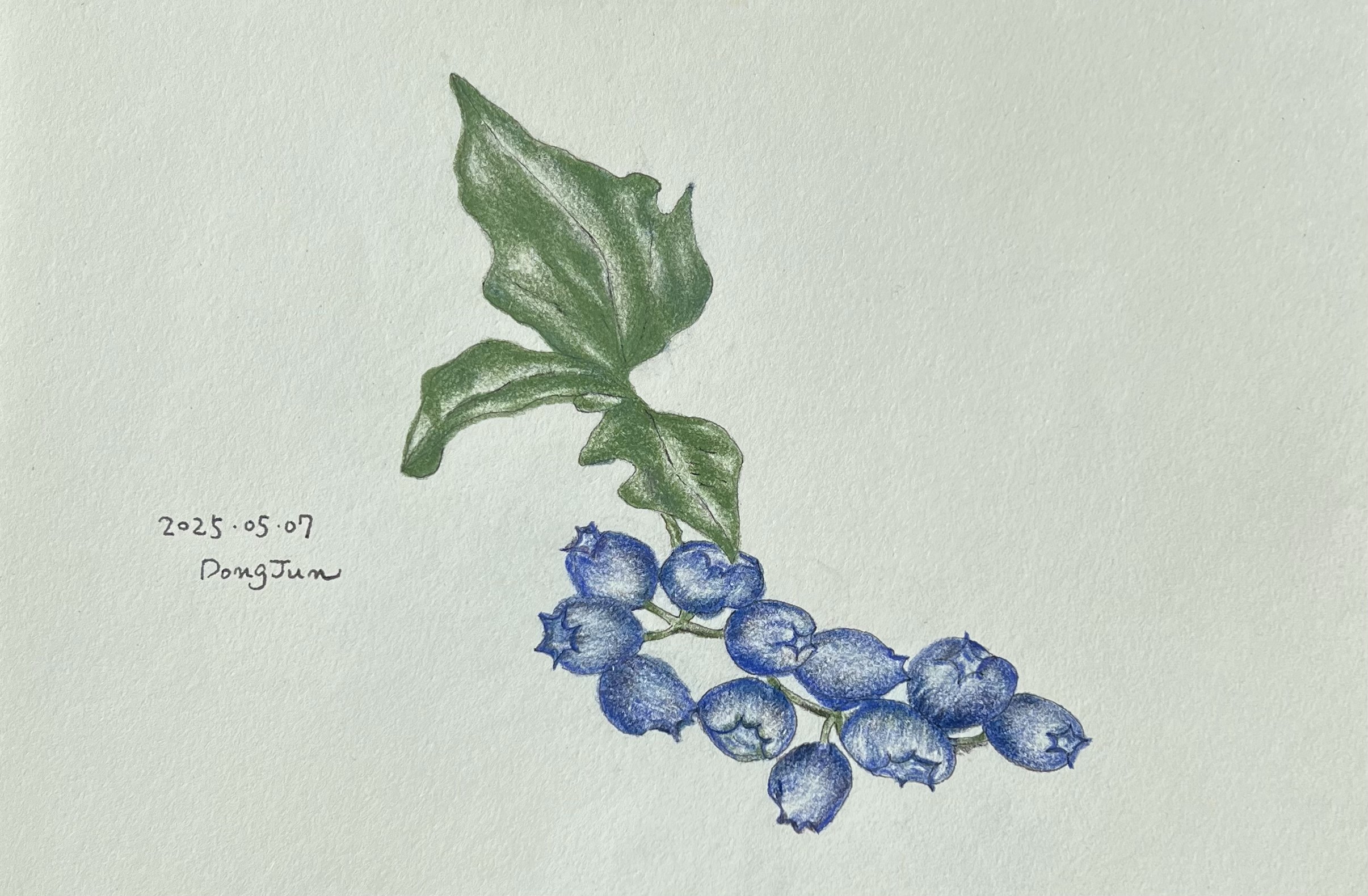 식물 펜 드로잉 블루베리 기초 연습