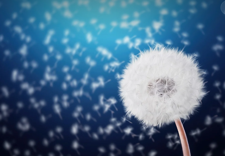 민들레 꽃씨처럼 퍼지고 있는 기부