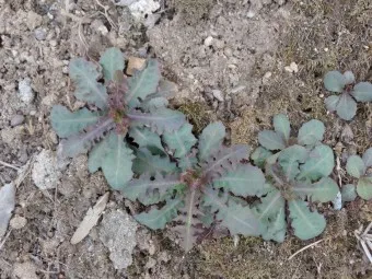 씀바귀 고들빼기 차이점 효능 비교_7