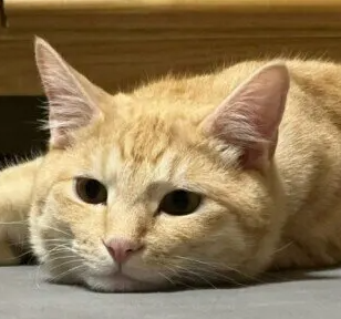 고양이 식품 알레르기 원인이나 치료법