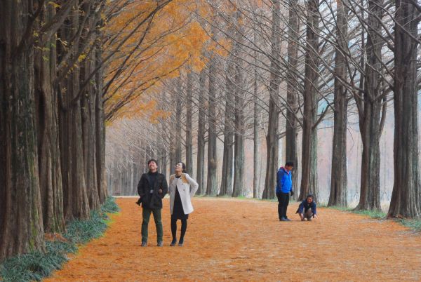 메타세쿼이아길 낙엽을 밟으며 걷는 연인