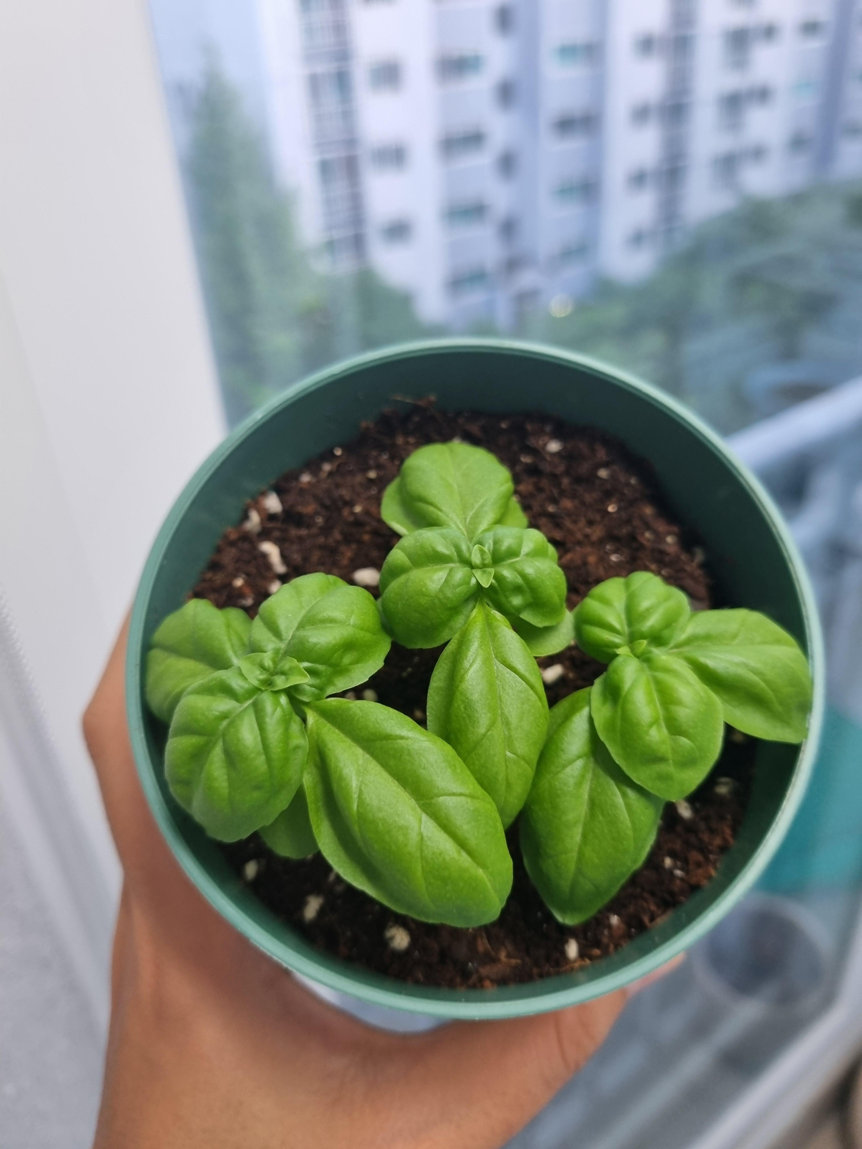 다이소 바질 새싹 어깨빵