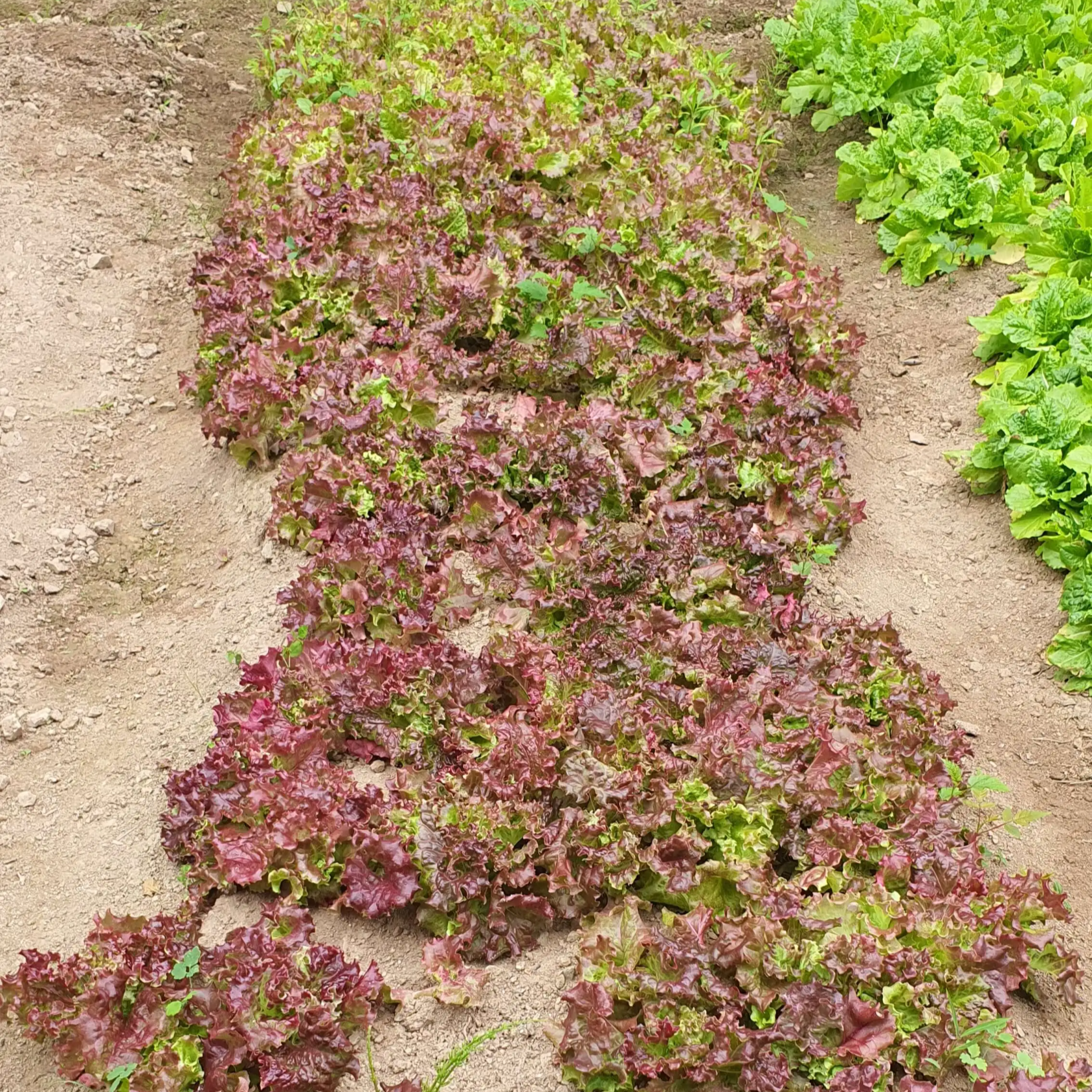 무성하게-다-자란-적상추들