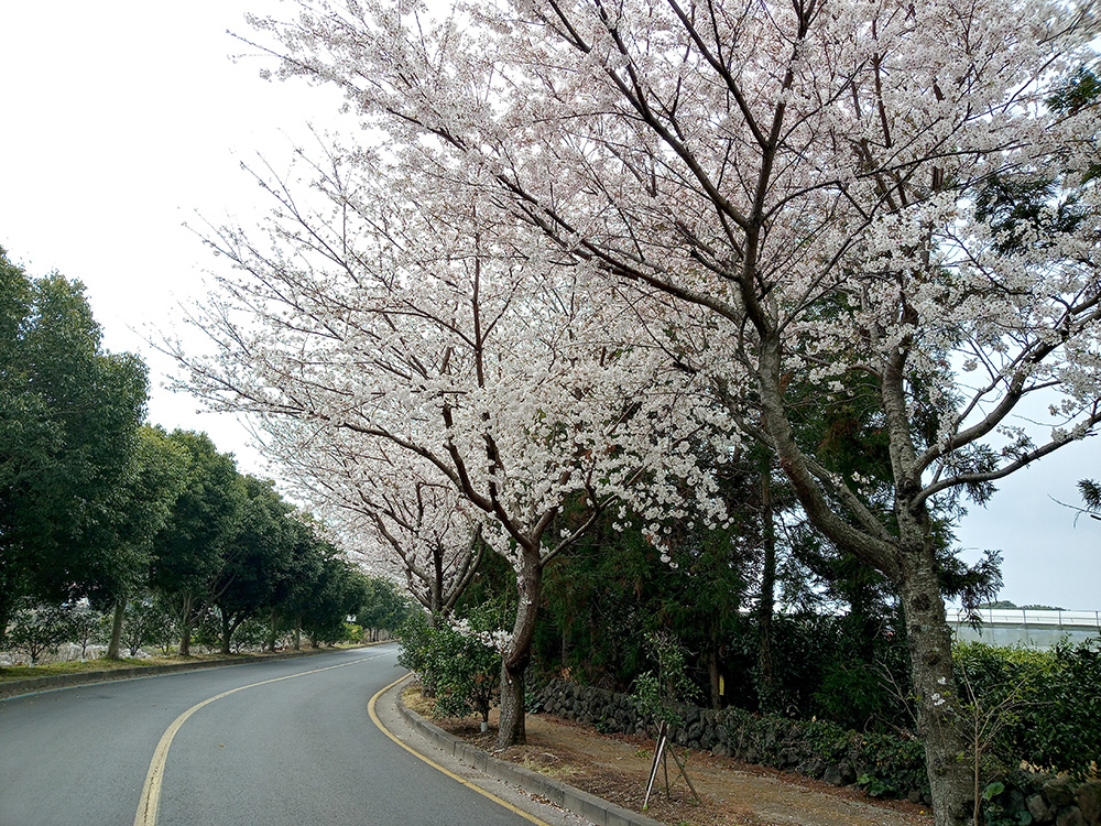 올레6코스, 쇠소깍