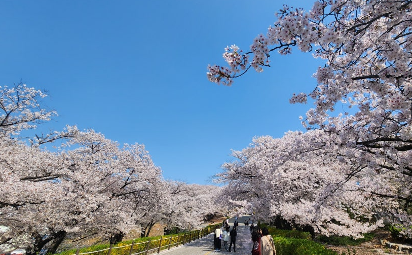 SK인천석유화학 벚꽃동산1