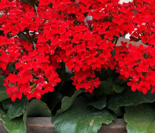 겨울 꽃 칼랑코에