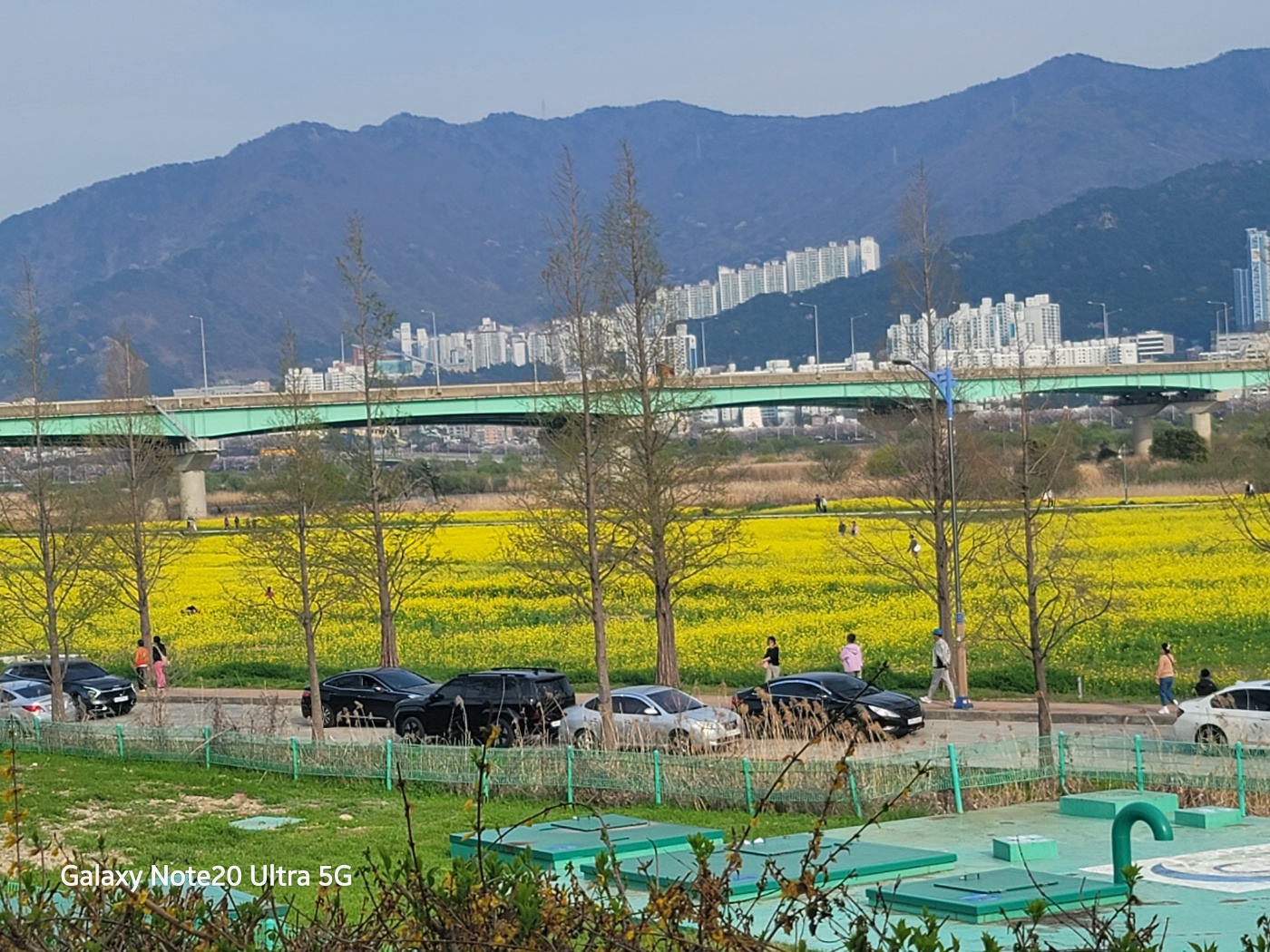 낙동강 벚꽃길, 유채밭