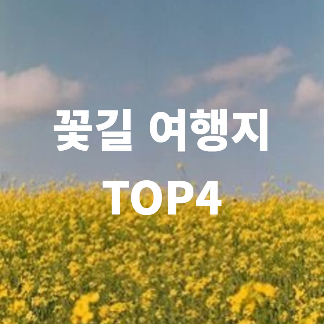 꽃길-여행지-top4-제주-유채꽃