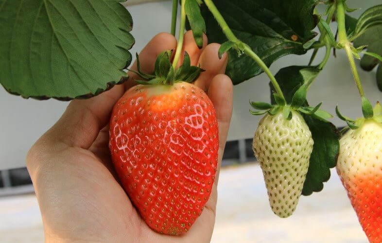 논산 딸기축제&amp;#44; 체험 및 공연 일정이 나왔습니다. 생각보다 논산 딸기축제 프로그램이 매우 다양하고 공연도 많더라구요. 메타버스 현장 이벤트&amp;#44; 불꽃놀이&amp;#44; 인형극&amp;#44; 힙합공연&amp;#44; 클래식 재즈 공연 등등 많은 일정이 있으니 충분히 즐기시길 바랍니다. 