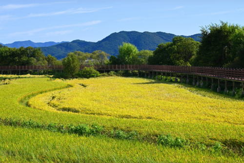 귀농 실패 사례로 본 자금 운용의 치명적 실수들