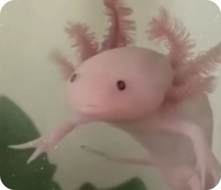 우파루파 입양