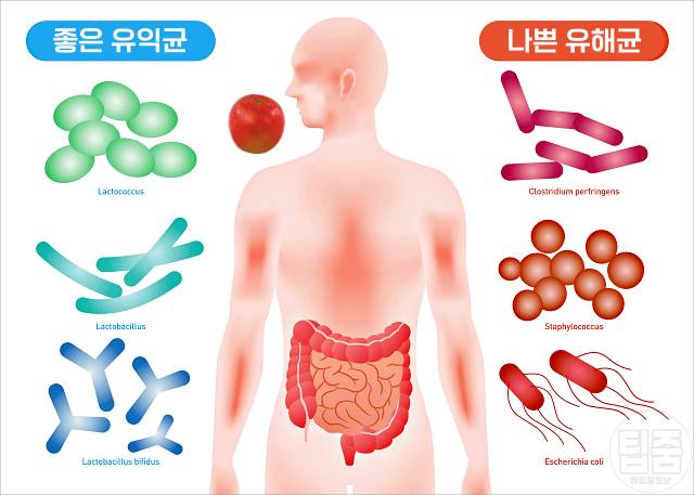 사과 매일 먹으면 사과 효능 부작용 소화불량 변비