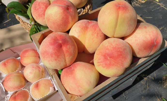 세종 조치원 복숭아 축제