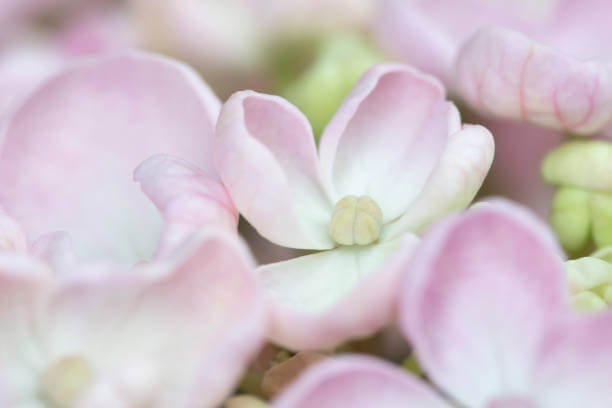 수국 꽃말과 개화시기 및 수국 종류를 아시나요? 수국은 다채로운 꽃과 아름다운 모습으로 인기를 끄는 식물이다. 풍성한 꽃다발과 다양한 색상은 화려하게 장식하는데 이상적입니다. 수국 꽃말과 개화시기&amp;#44; 수국 종류까지 읽어 보시기 바랍니다. 