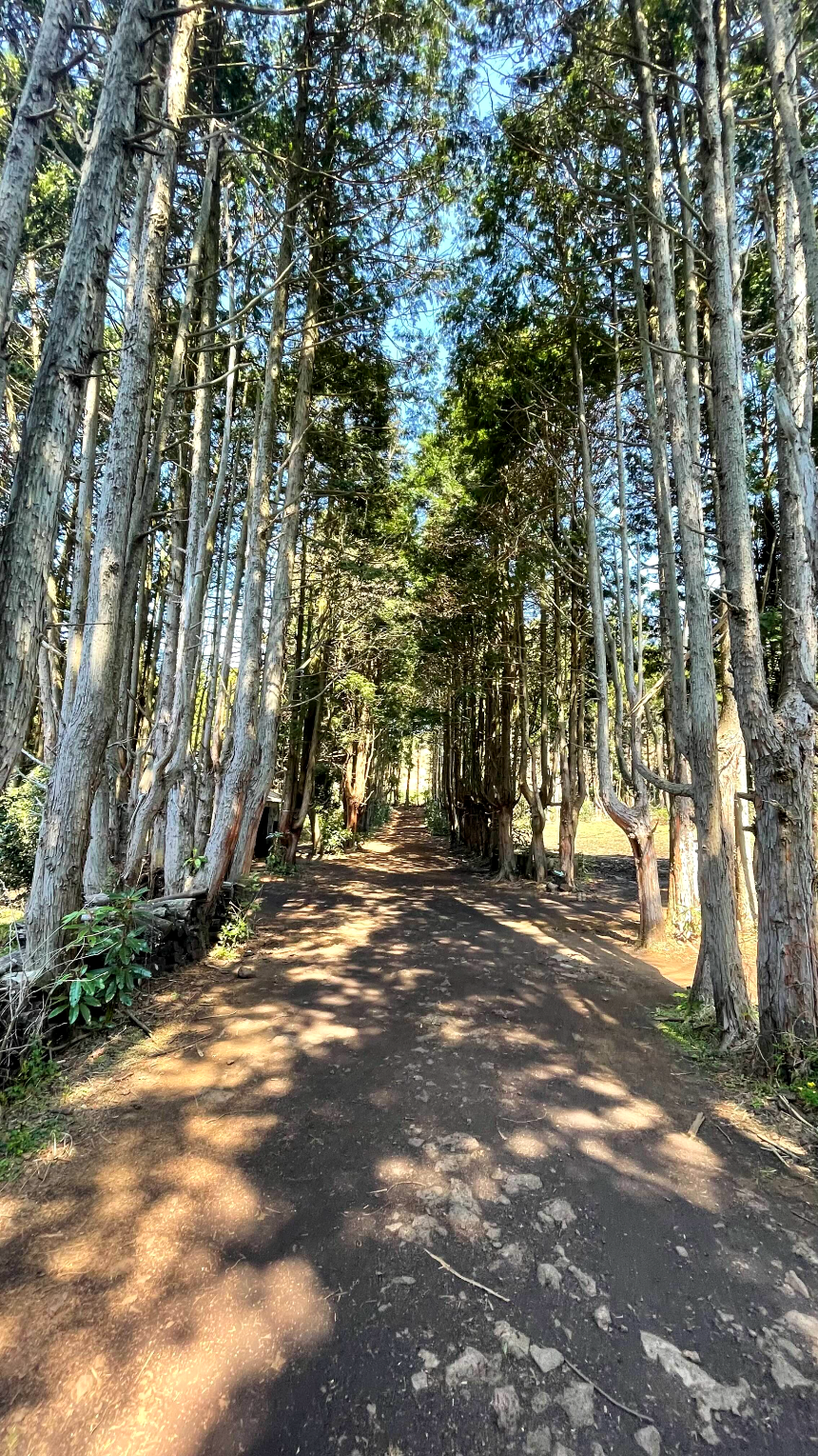 안돌오름 비밀의 숲