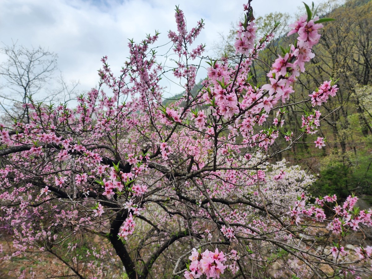 안양 수목원 이미지 사진