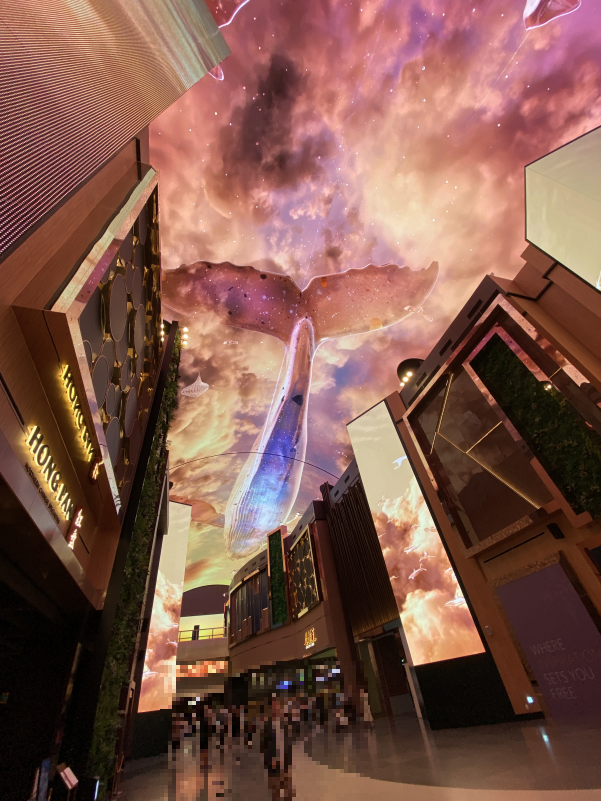 오로라 (고래 영상)