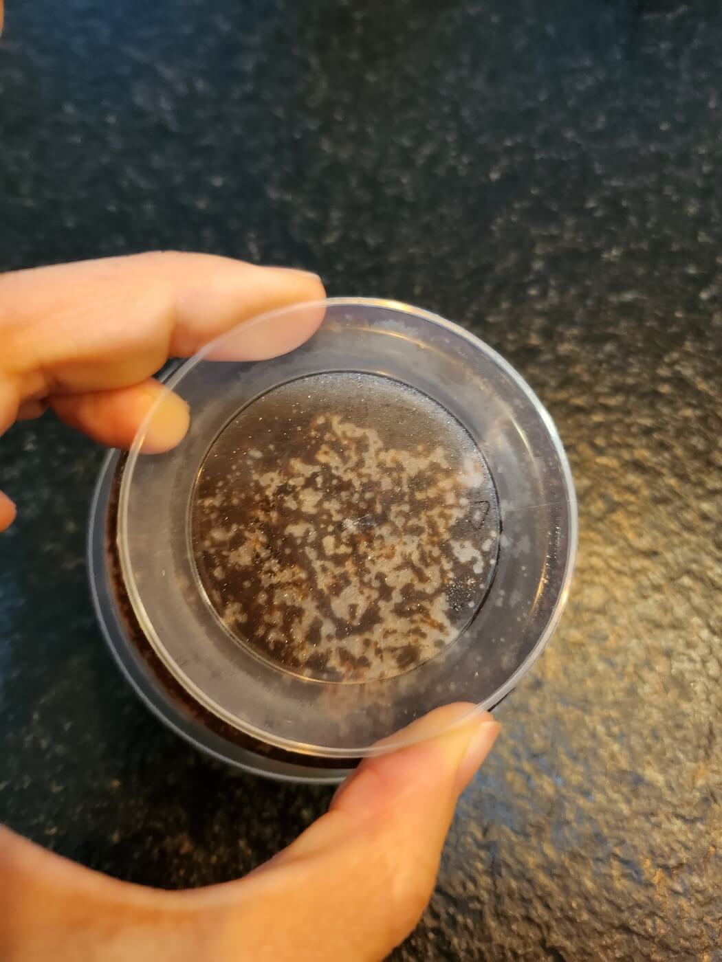 노브랜드 추천상품, 노브랜드 티라미슈