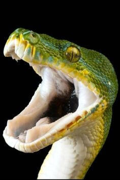 노란-눈을-가진-녹색-뱀이-주둥이를-크게-벌리고-공격하려-하는-모습-이빨이-없는-것으로-독사는-아닌것-같음