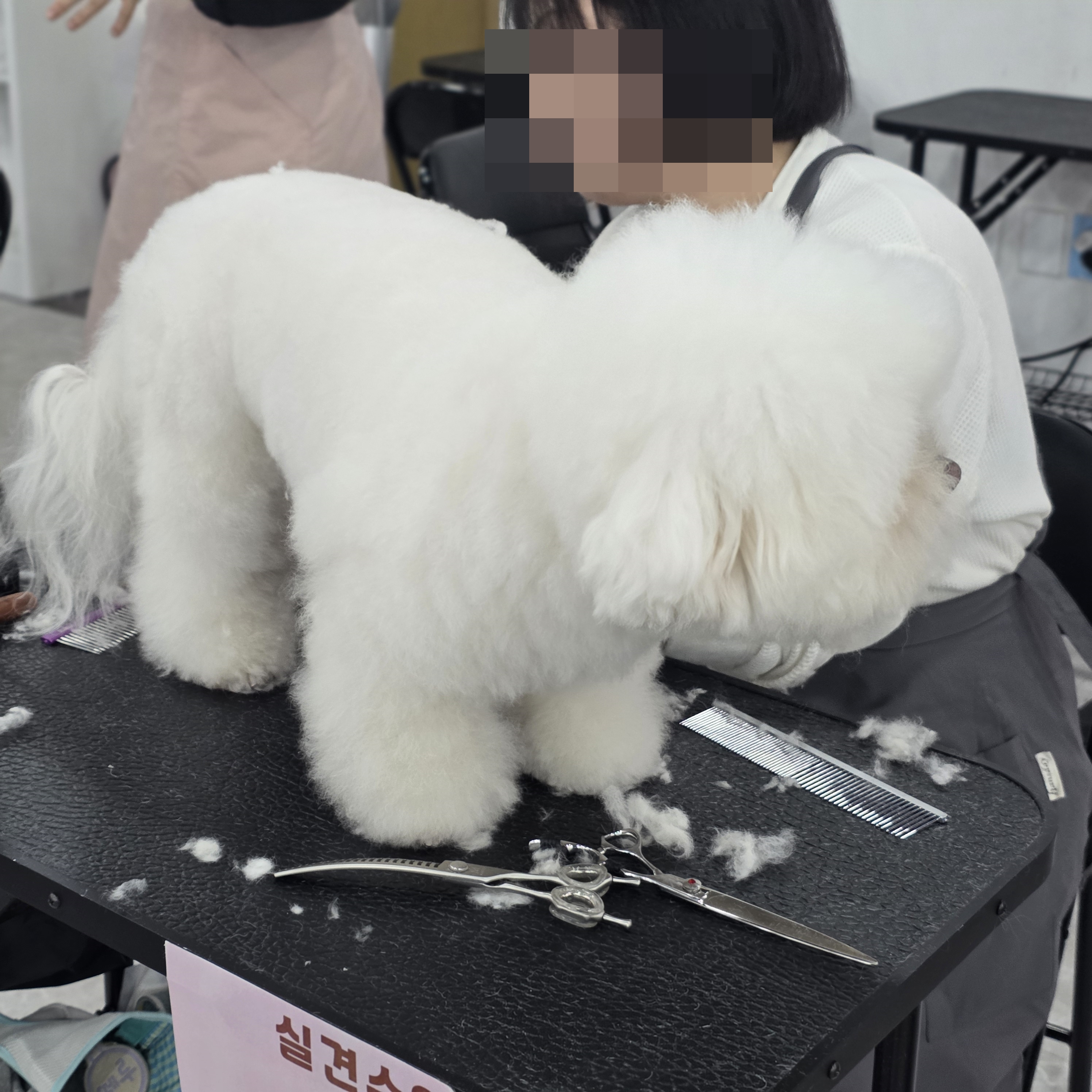 수원애견미용학원