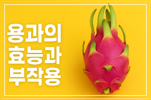용과의 효능과 부작용