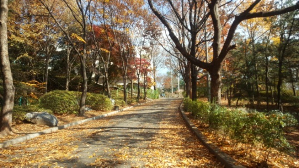 성남 반려견 겨울 산책 명소 BEST 5, 강아지와 걷기 좋은 실제 코스