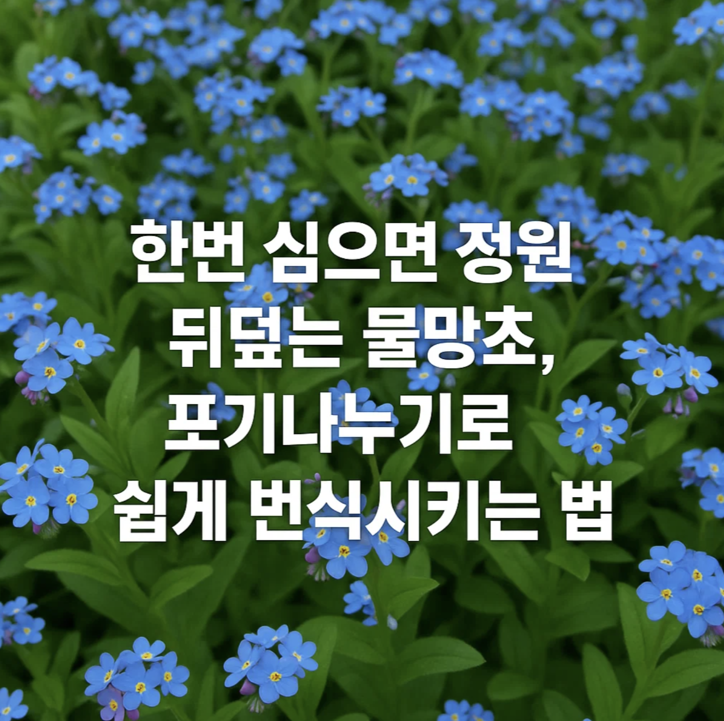 한번 심으면 정원을 뒤덮는 물망초, 포기나누기로 쉽게 번식시키는 법