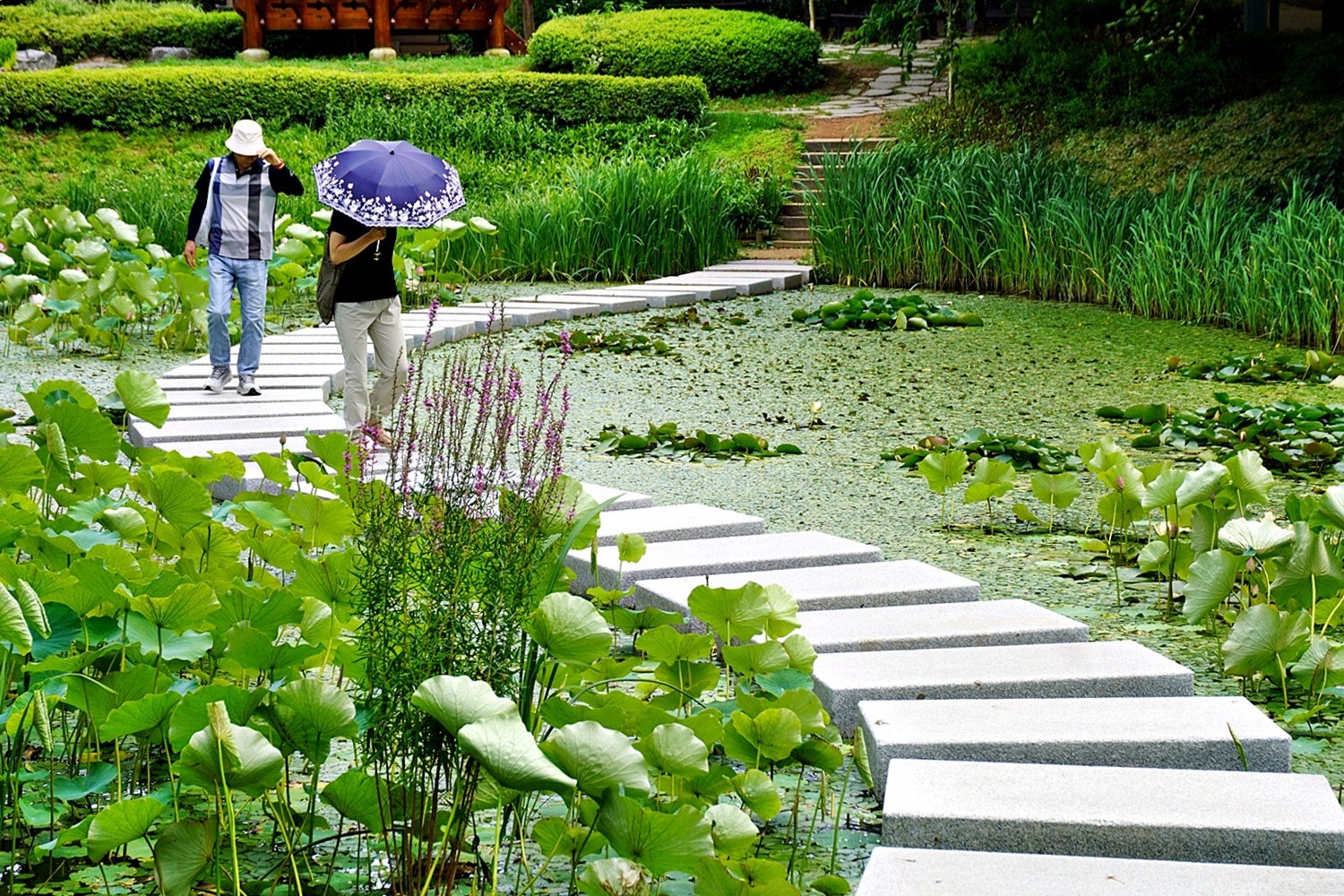 삼선산수목원 수국