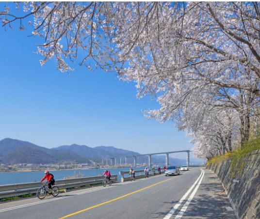 양평 벚꽃