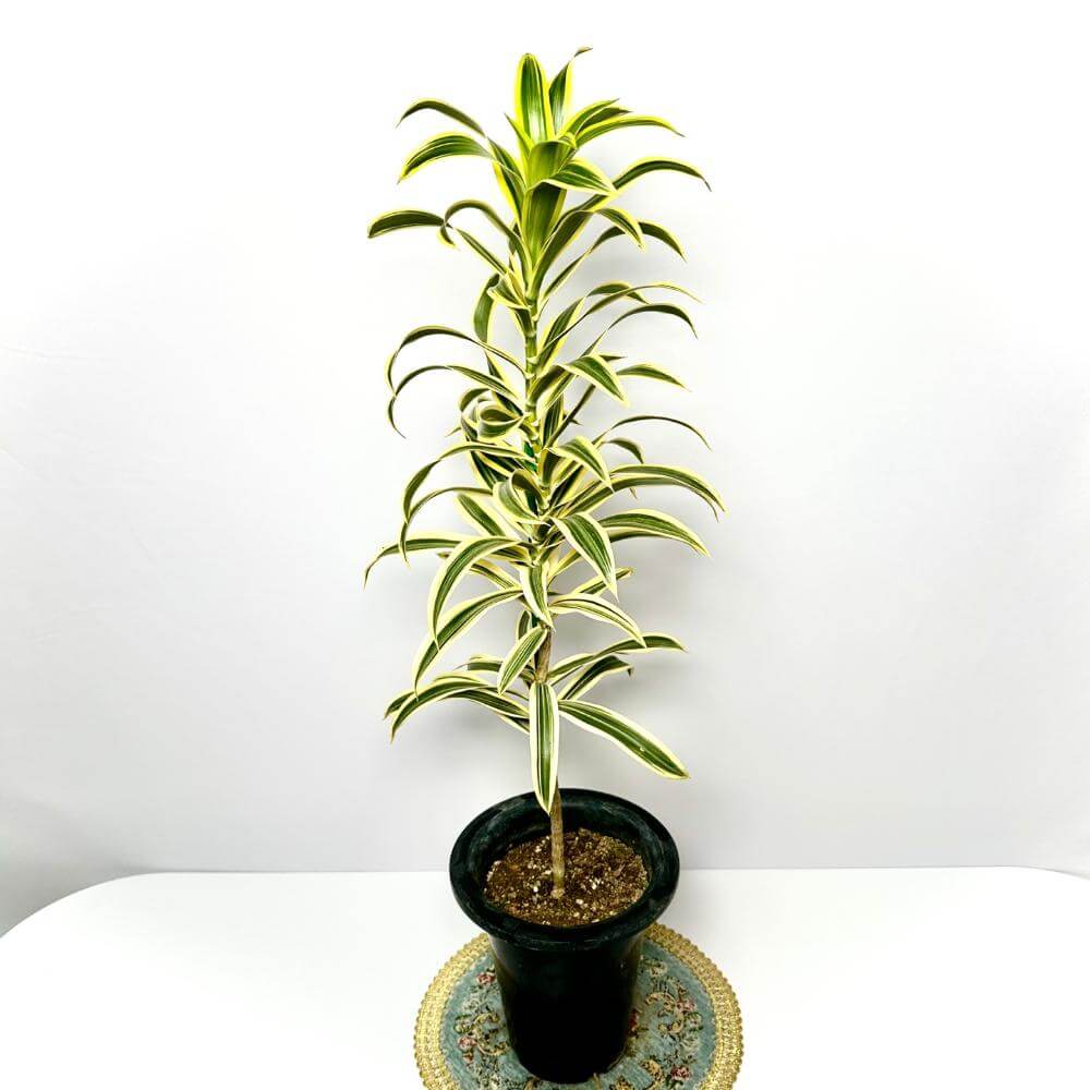 송오브 인디아 키우기