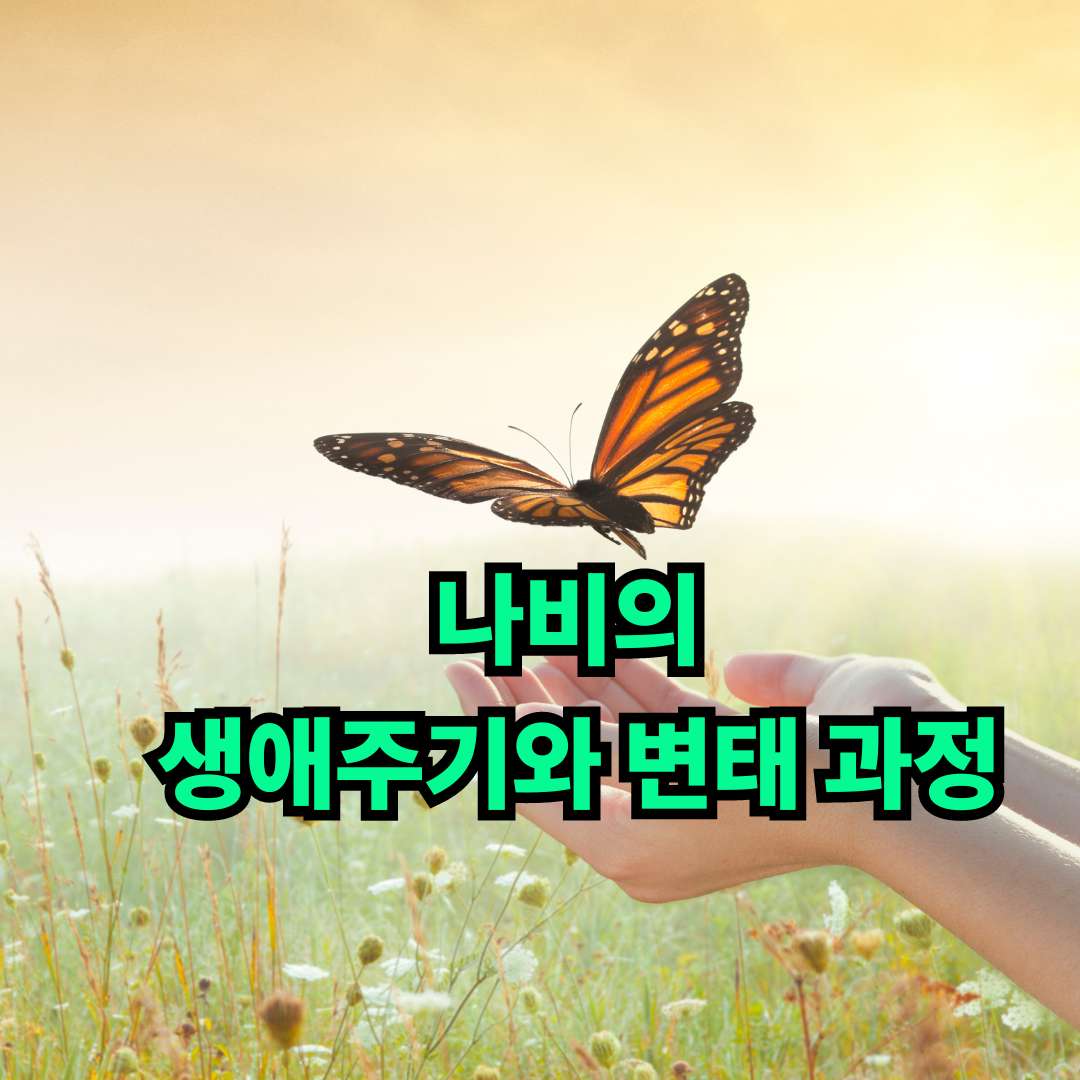 나비의 생애주기와 변태과정