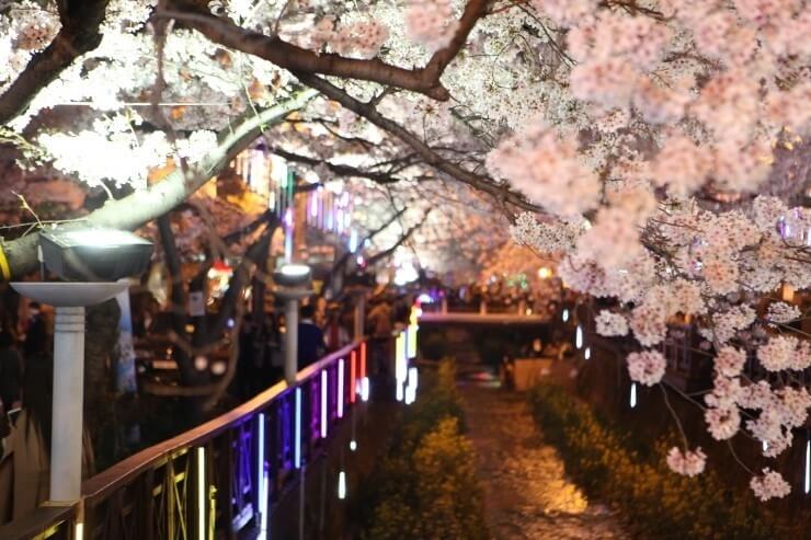 2024년 벚꽃 개화시기/ 지역별 명소