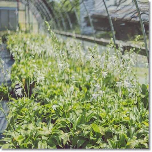 비비추 먹는 법, 비비추 재배