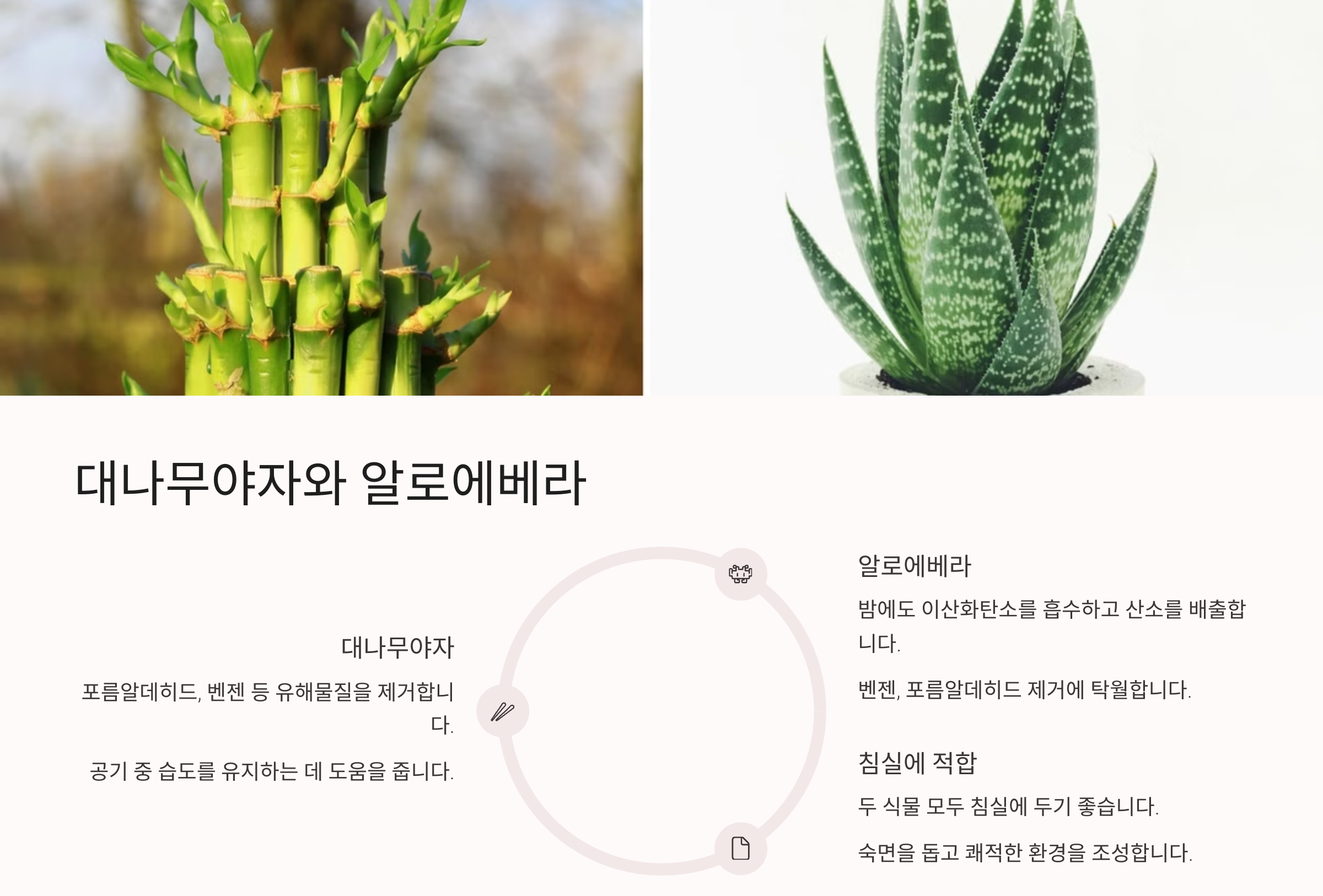 공기정화 식물 사진