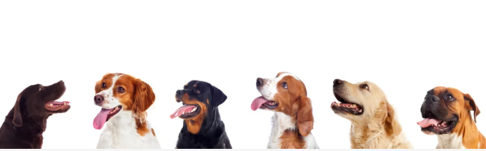 강아지 헥헥거리는 모습/출처:어도비스톡