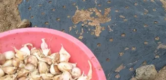 마늘 심는 시기 품종선택 비닐멀칭 웃거름 녹병 예방법_21