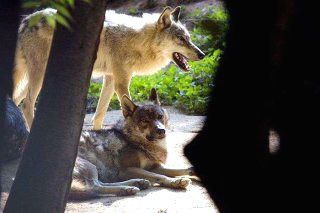 대전 오월드 늑대 늑구 탈출 원인 암컷 드론 생포
