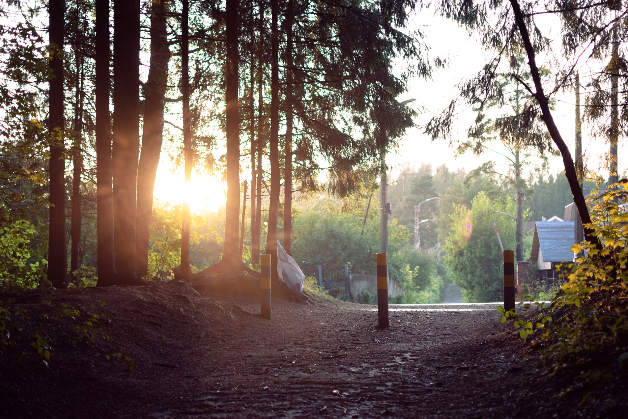 "비 온 뒤, 햇살이 스며드는 숲길과 상쾌한 바람"