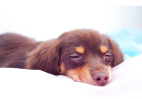 개가 갑자기 기운이 없어져 (움직이지 않는) 걱정