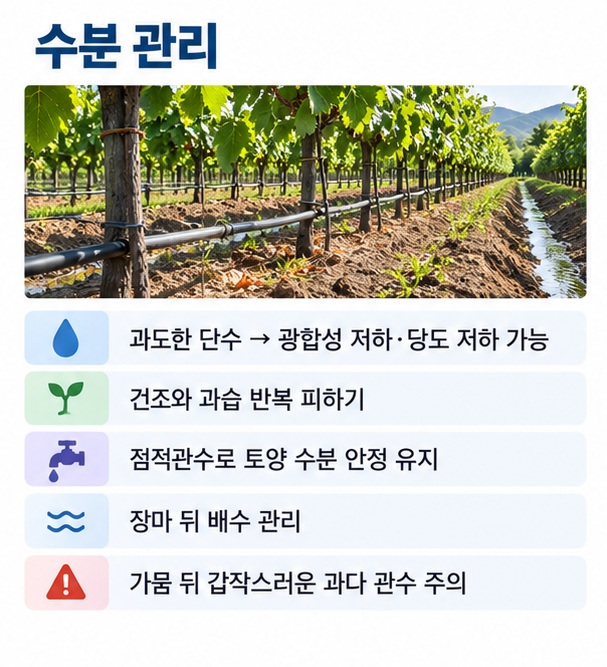 포도밭의 점적관수와 배수로를 보여주며 과도한 단수보다 토양 수분을 일정하게 유지하는 것이 중요하다는 이미지
