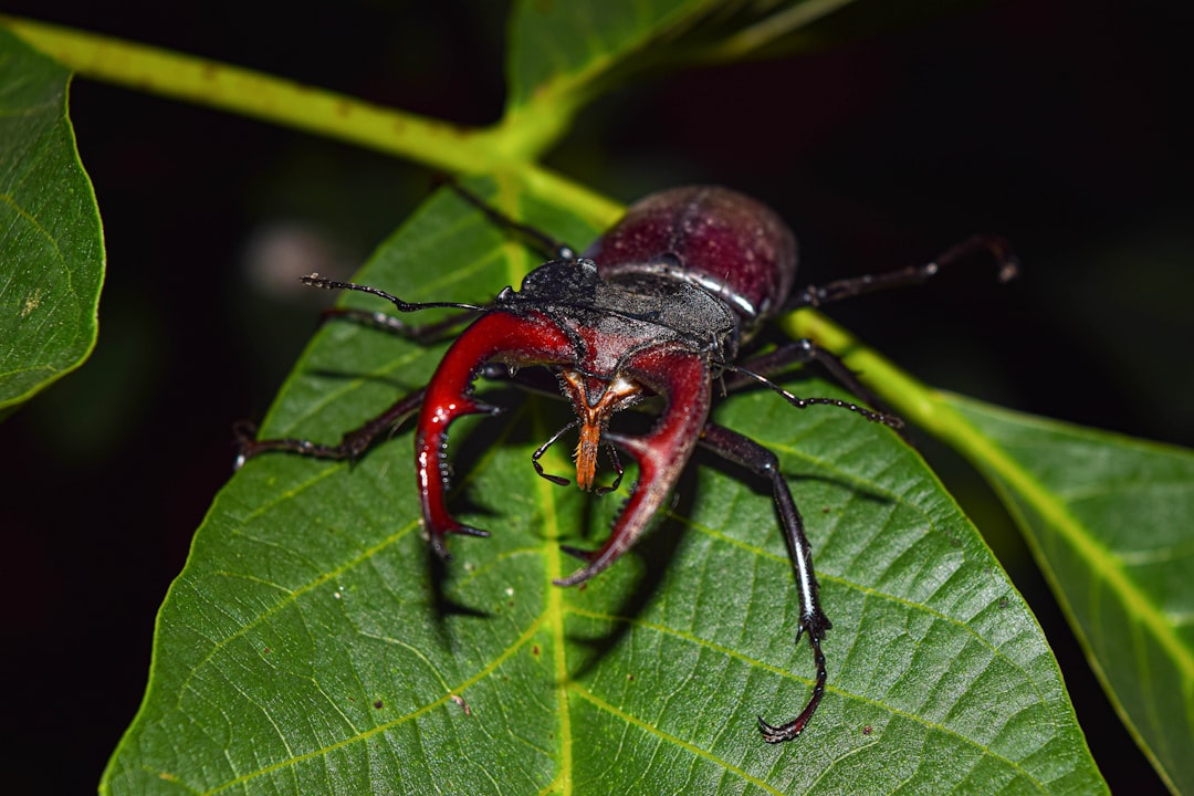 Stag beetle