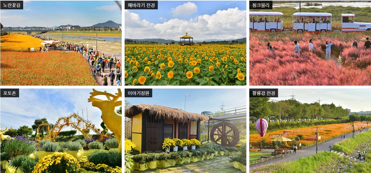 장성 황룡강 가을꽃 축제