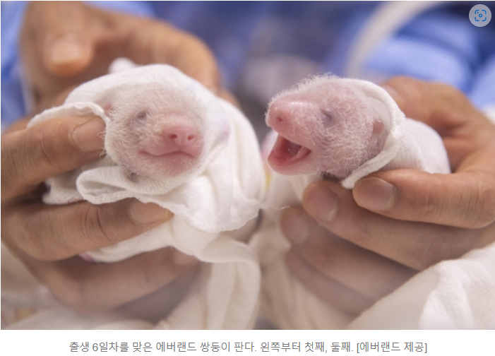 판다-쌍둥이