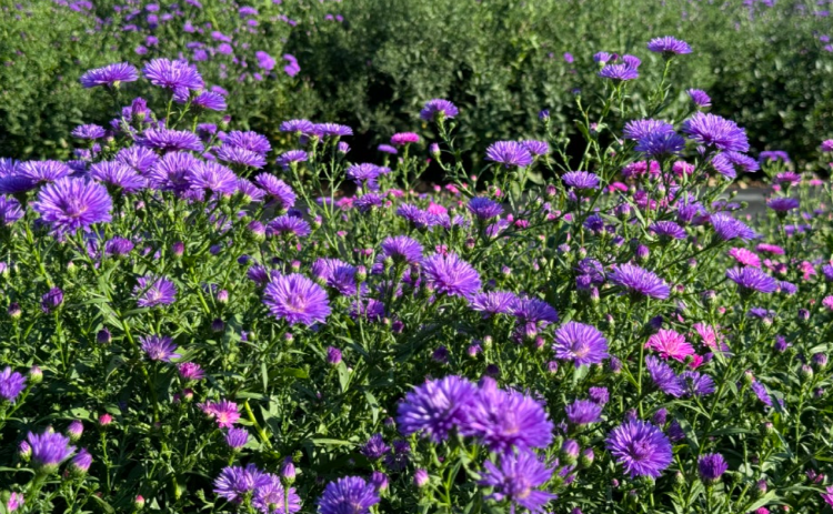 감악산 아스타국화 축제