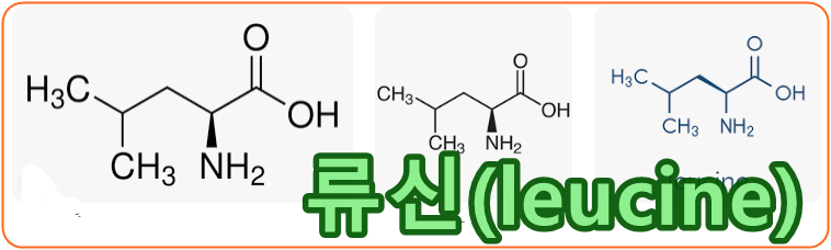 류신 leucine