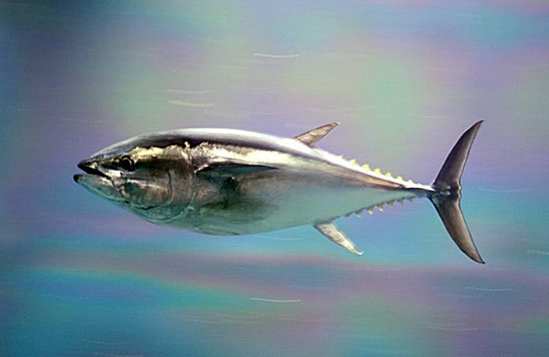 4월-제출-해산물-참다랑어-모습