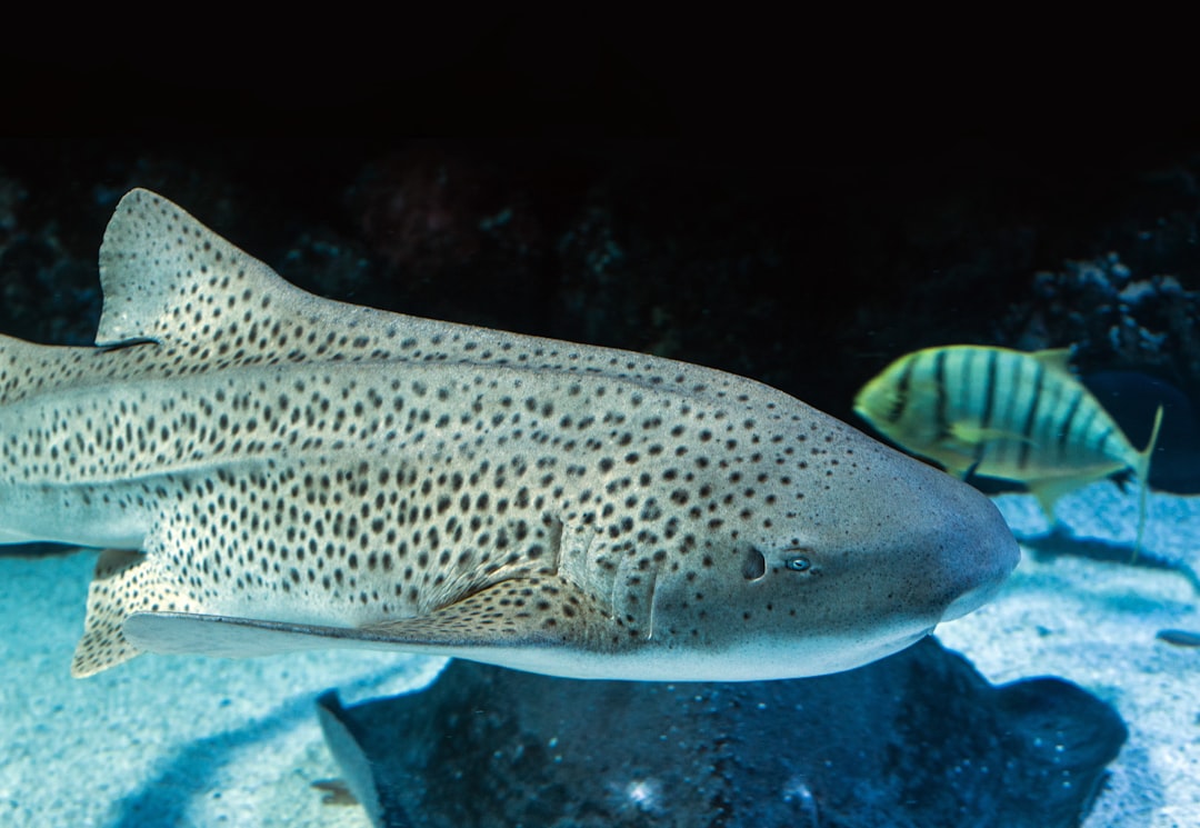 Shark.